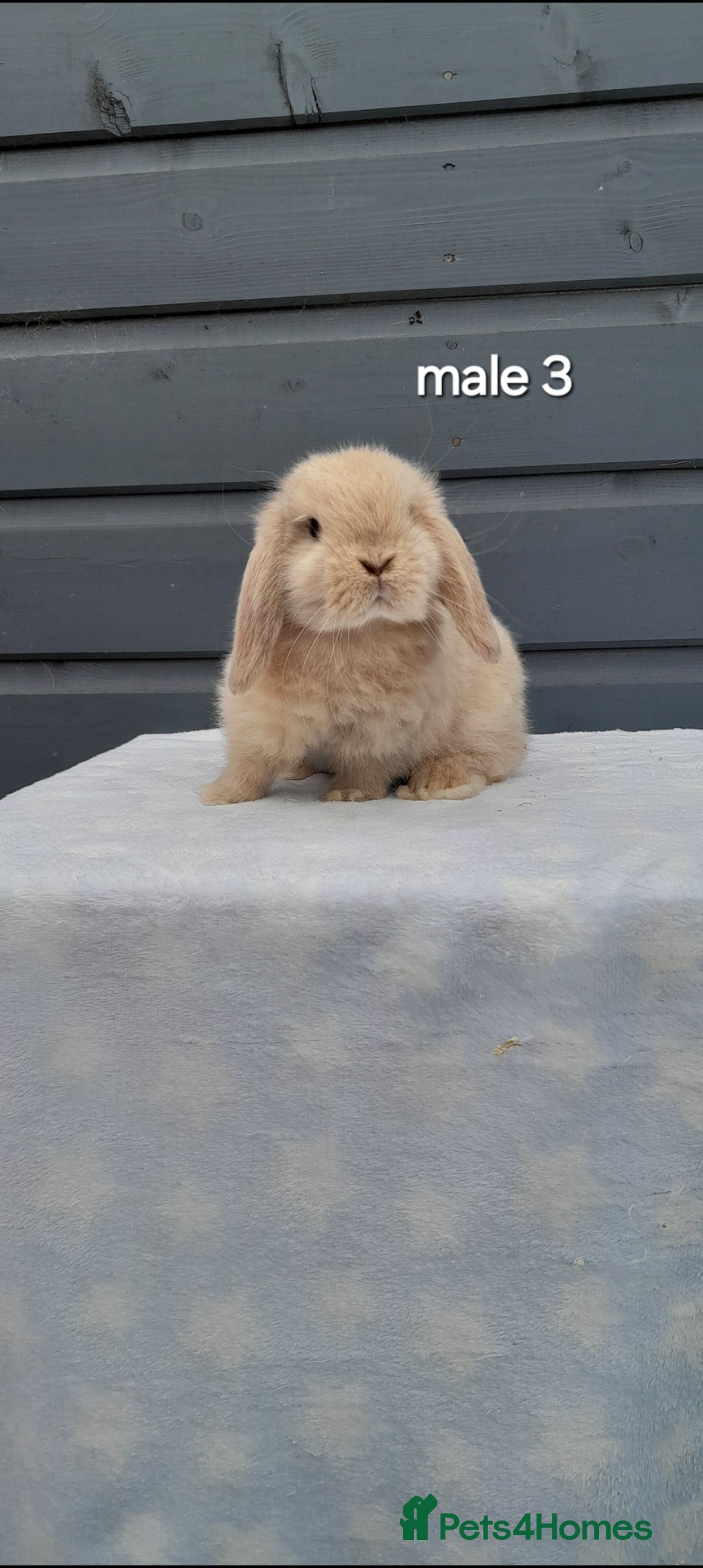 Mini Lop rabbits for sale: Male and female mini lops  - Image 1