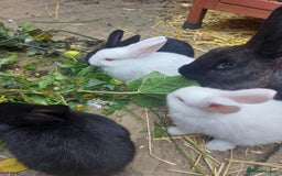 Mixed Breed rabbits for sale: Baby rabbits - Image 2