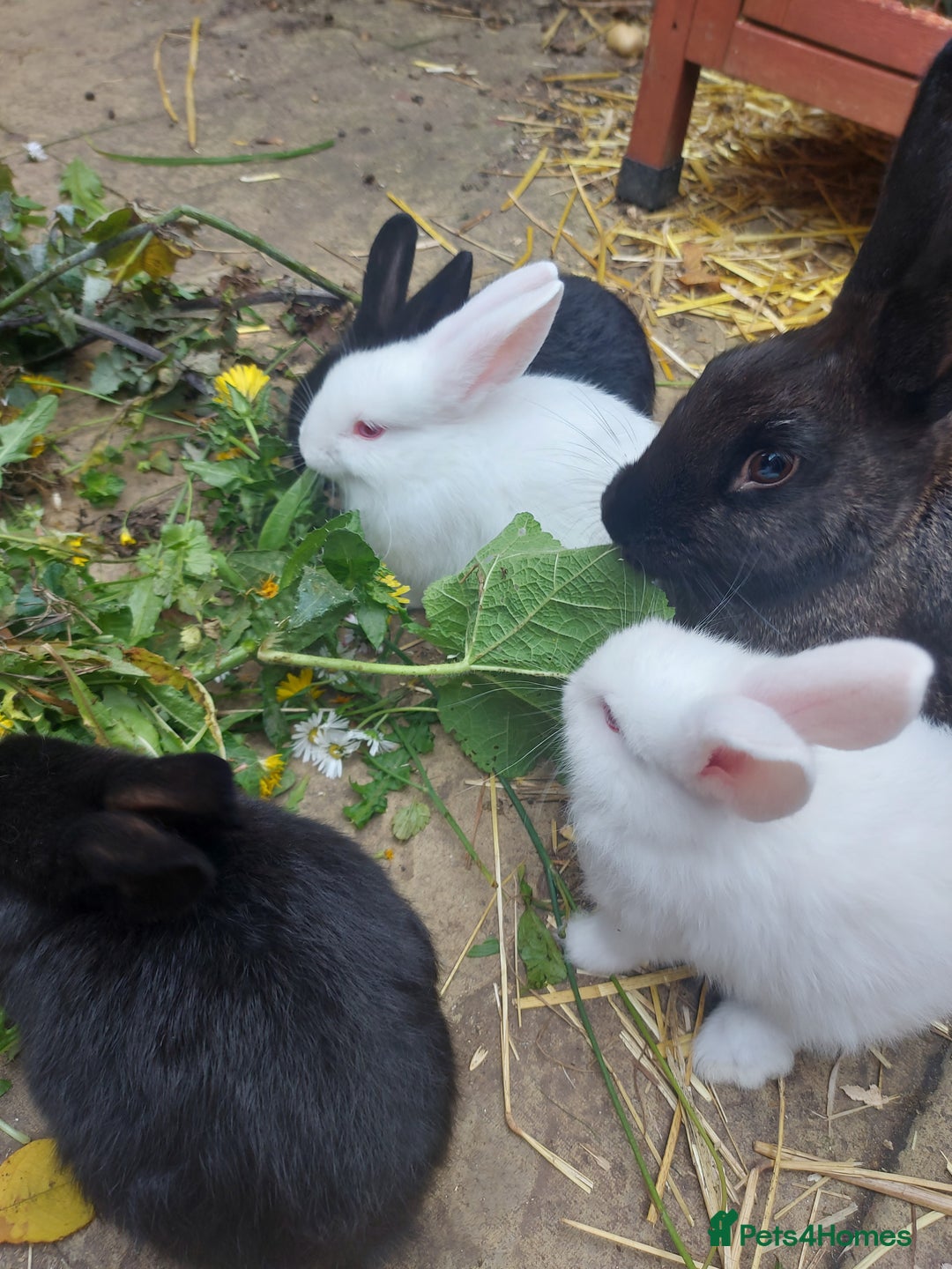 Mixed Breed rabbits for sale: Baby rabbits - Image 2