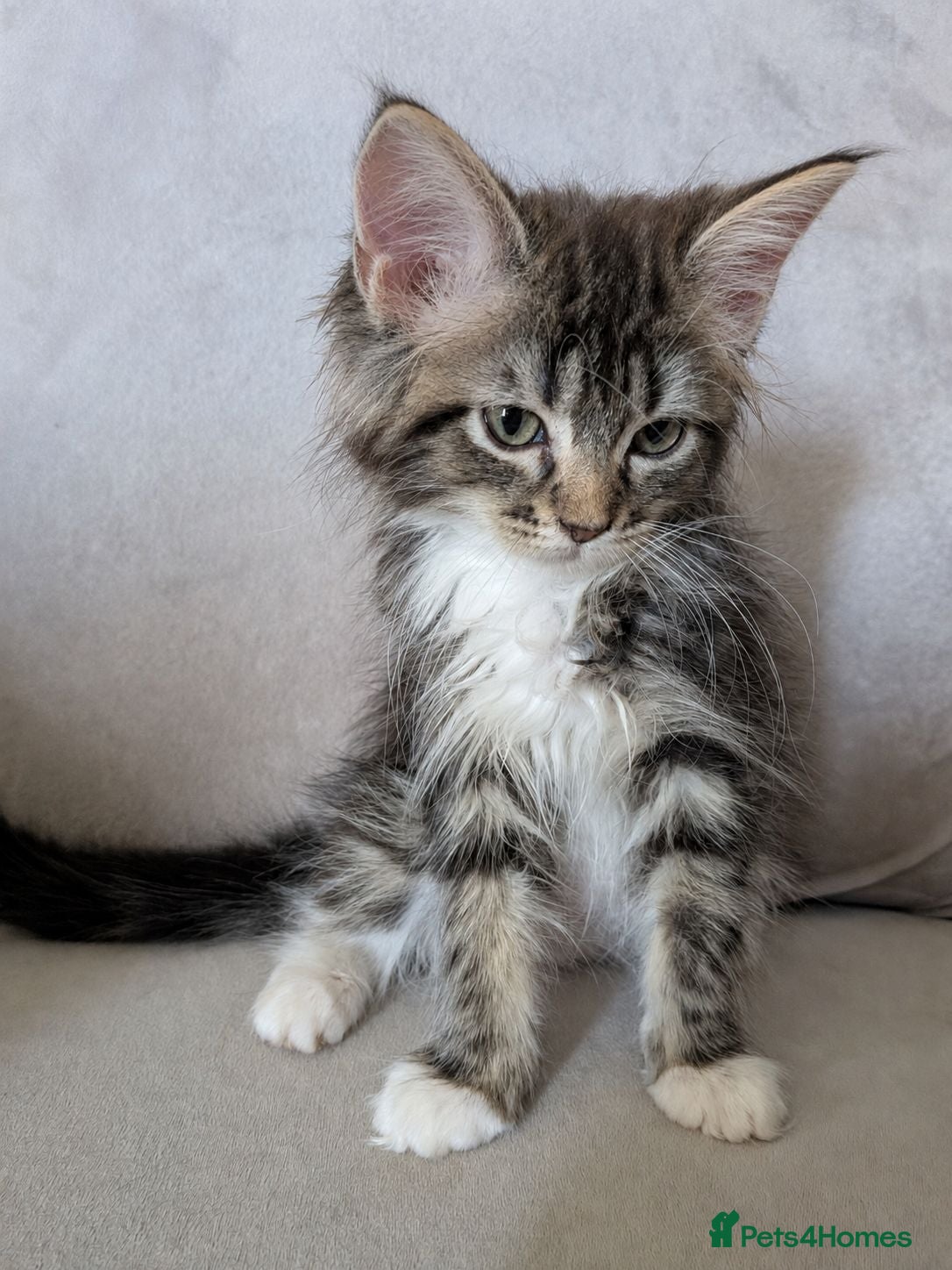Maine Coon cats Mainecoon x Ragdoll. Read full description.  - Advert 18