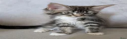 Maine Coon cats for sale: Beautiful Mainecoon X Ragdoll kittens 3 available. - Advert 3