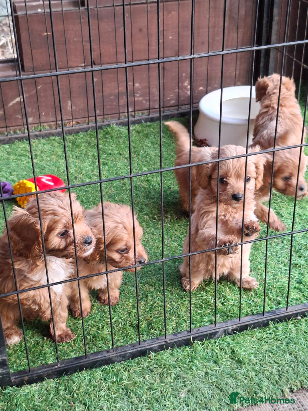 Cavapoo dogs for sale: Adorable F1 Cavapoo puppies  - Advert 11