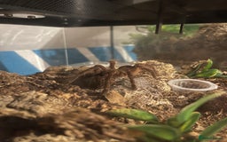 Tarantulas invertebrates for sale: Tarantula’s + scorpion for sale  - Advert 3