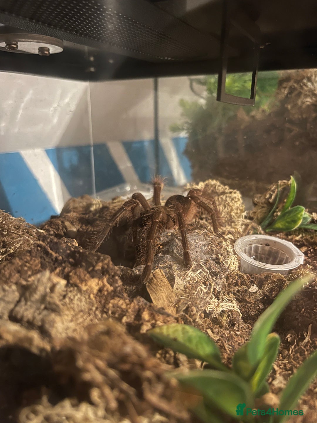 Tarantulas invertebrates for sale: Tarantula’s + scorpion for sale  - Advert 3