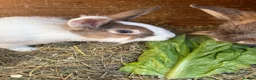 Lionhead rabbits for sale: 2 male Lion head rabbits  in Bordon - Advert 6