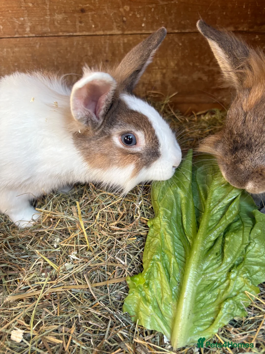 Lionhead rabbits for sale: 2 male Lion head rabbits  in Bordon - Advert 6