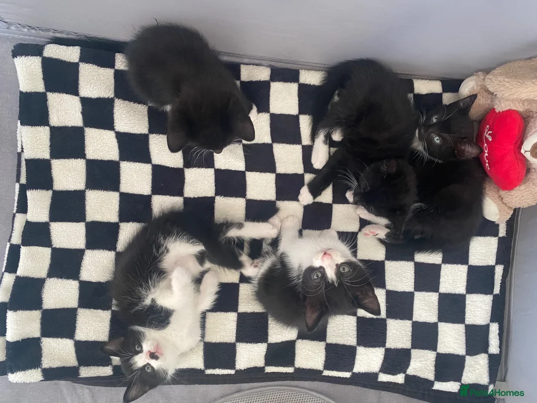 Mixed Breed cats for sale: 3 boys left - Advert 2