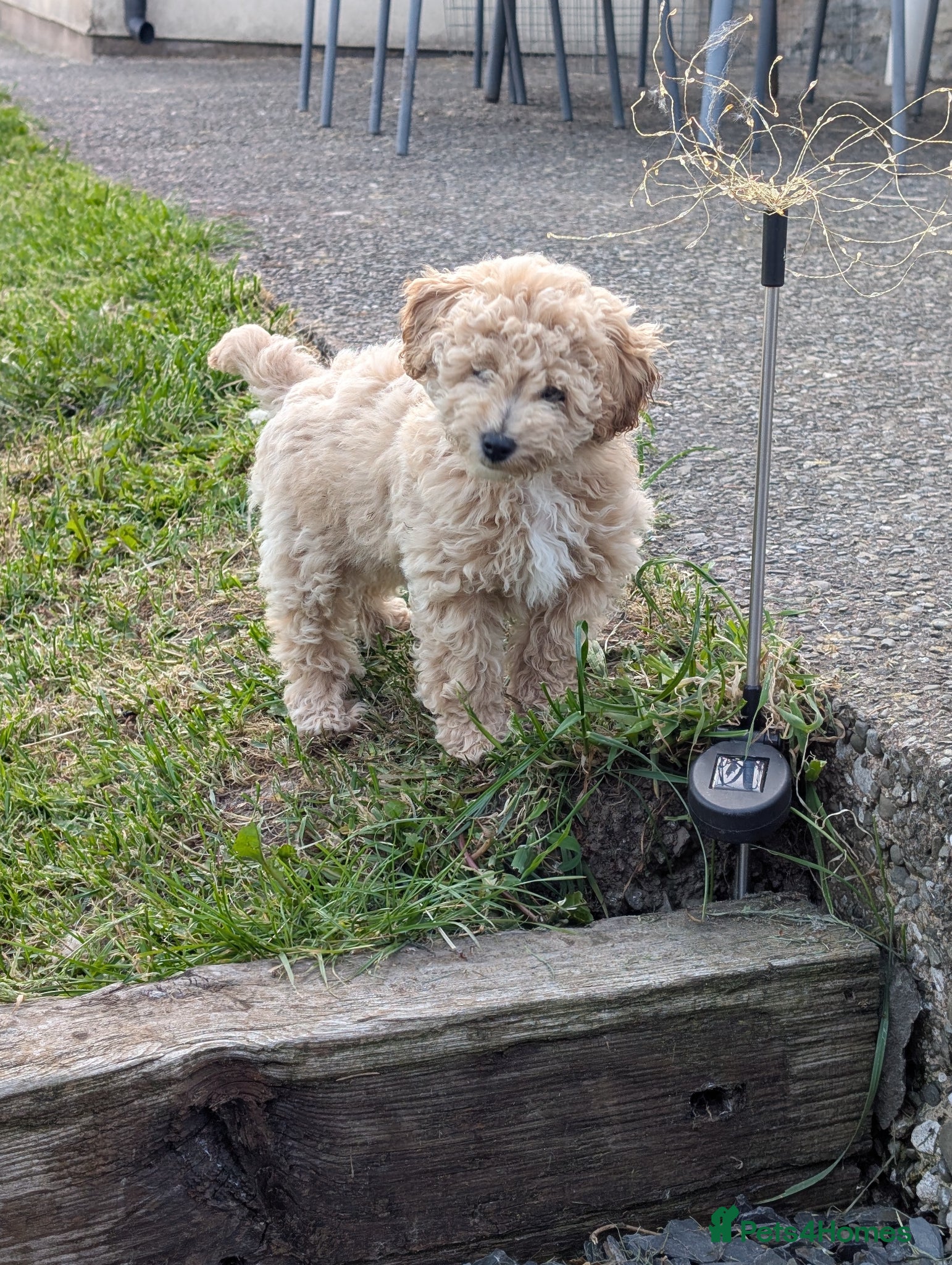 Poochon dogs 1 Beautiful 💖 poochon puppie  - Advert 1