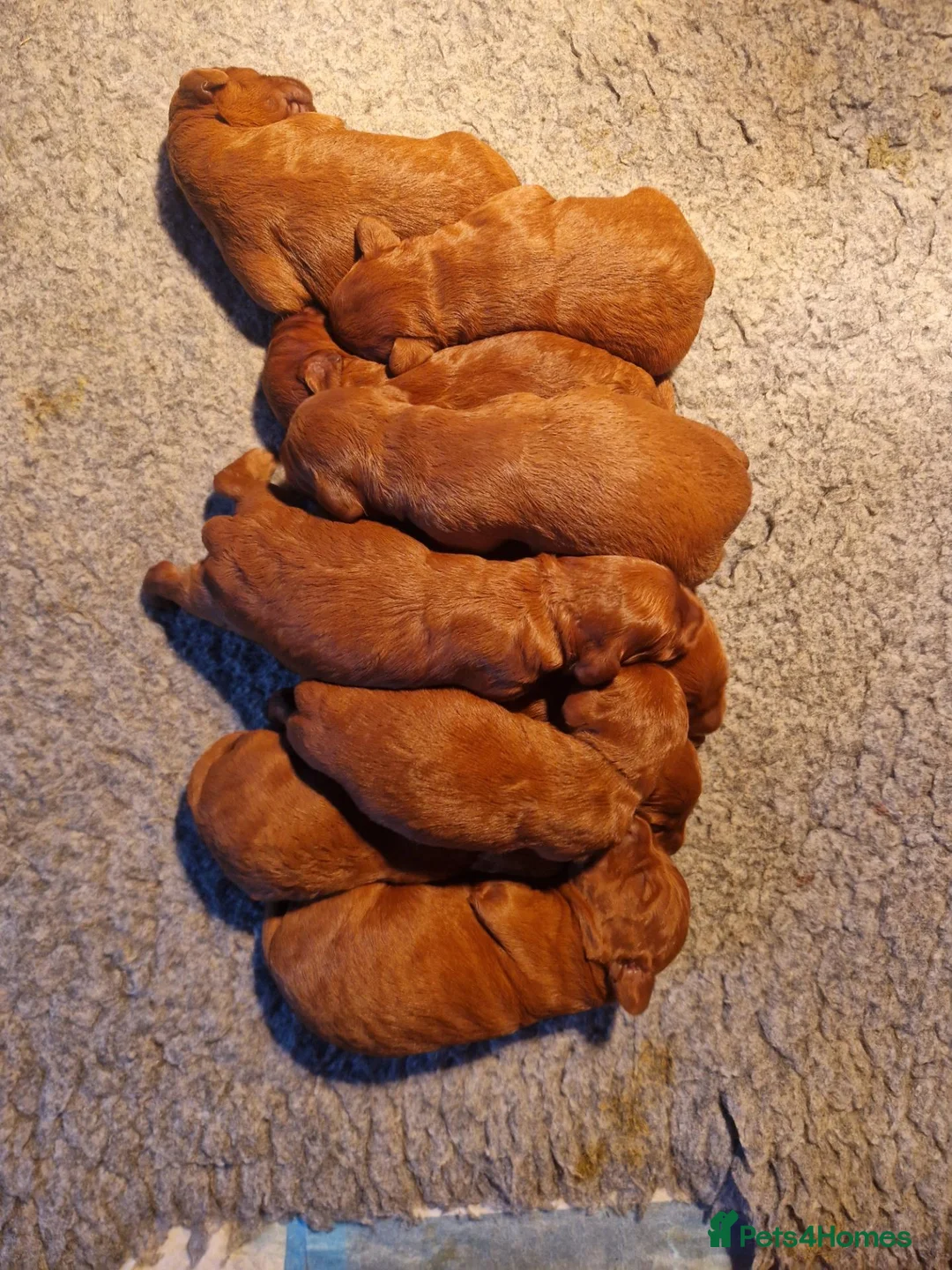 Labradoodle dogs for sale: DARK FOX RED LABRADOODLES in Alnwick - Advert 13