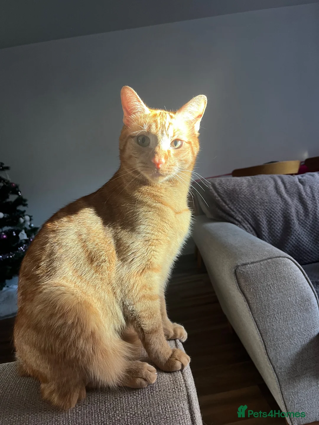 Domestic Shorthair cats for sale: 4 year old Male Cat in Bordon - Advert 4