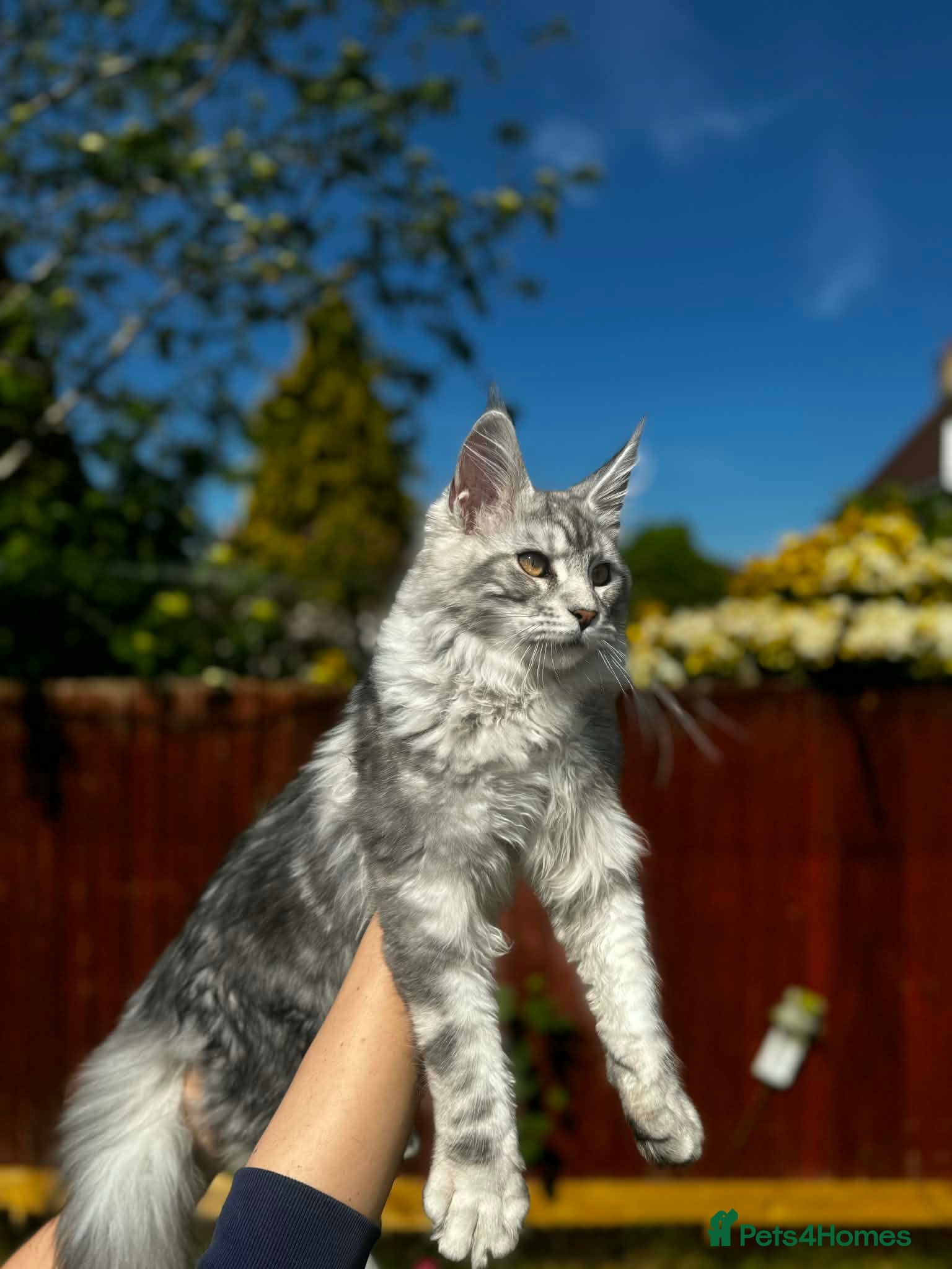Maine Coon cats for sale: 6 STUNNING PEDIGREE TICA REG MAINE COON KITTENS - Advert 3