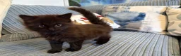 Ragdoll cats for sale: Gorgeous male brown ragdoll cross kitten for sale - Advert 8