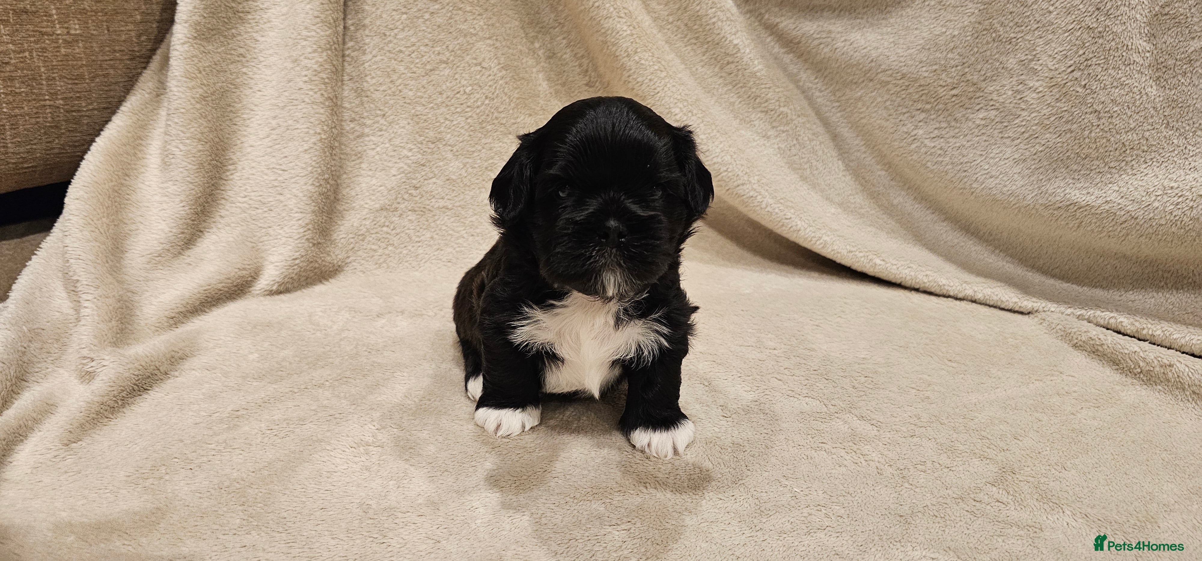 Lhasa Apso dogs Stunning pedigree Lhasa Apso Puppies - Advert 1