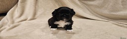 Lhasa Apso dogs for sale: Stunning pedigree Lhasa Apso Puppies - Advert 2