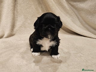 Lhasa Apso dogs Stunning pedigree Lhasa Apso Puppies - Advert 1