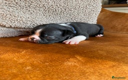 Boston Terrier dogs for sale: 🐾 Adorable Wildax Puppies! 🐾 - Image 16