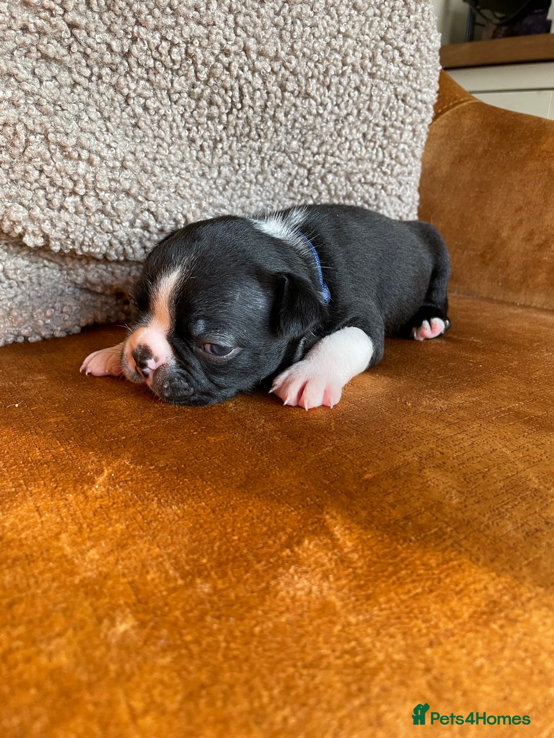 Boston Terrier dogs for sale: 🐾 Adorable Wildax Puppies! 🐾 - Image 16