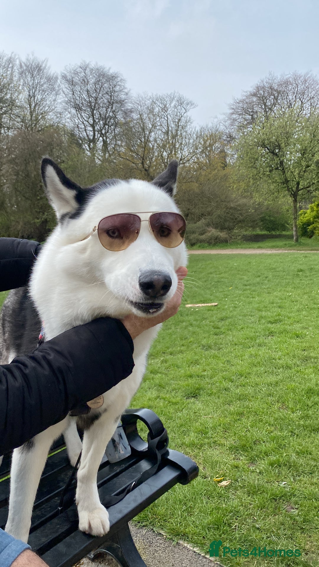 Siberian Husky dogs for stud: Stunning Blue eye Sibrian Husky for Stud  in Liverpool - Image 23