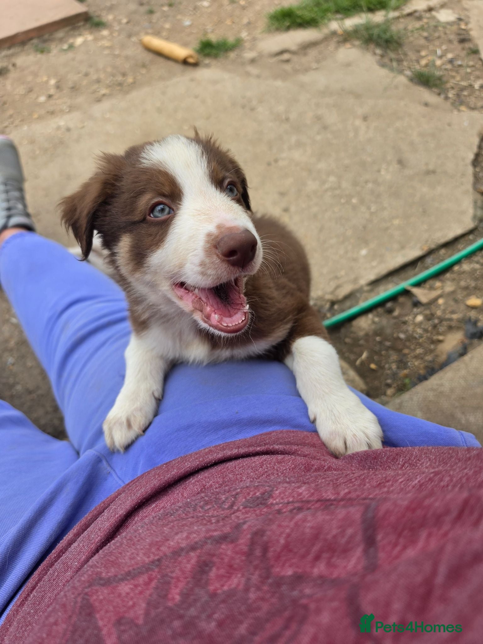Border Collie dogs Border collie puppies - Advert 2