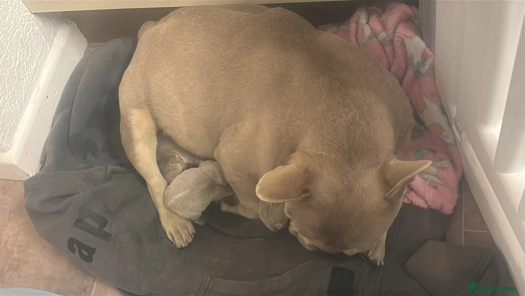 French Bulldog dogs for sale: French bulldog lilac colour  - Advert 5