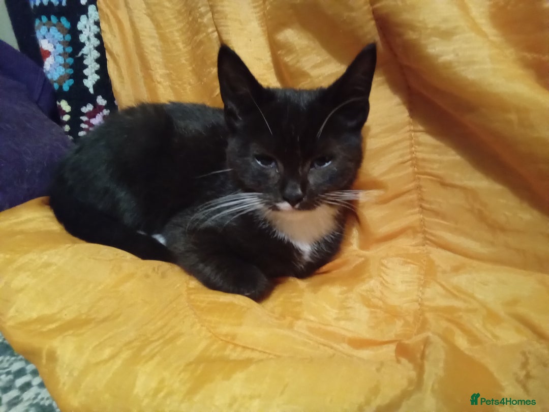 Mixed Breed cats for sale: Persian mix kittens and  father - Advert 3