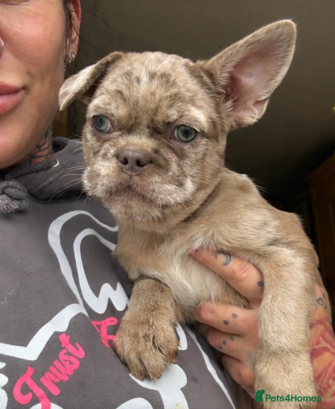 French Bulldog dogs for sale: Micros -Reduced and ready now to get them settled  - Advert 2
