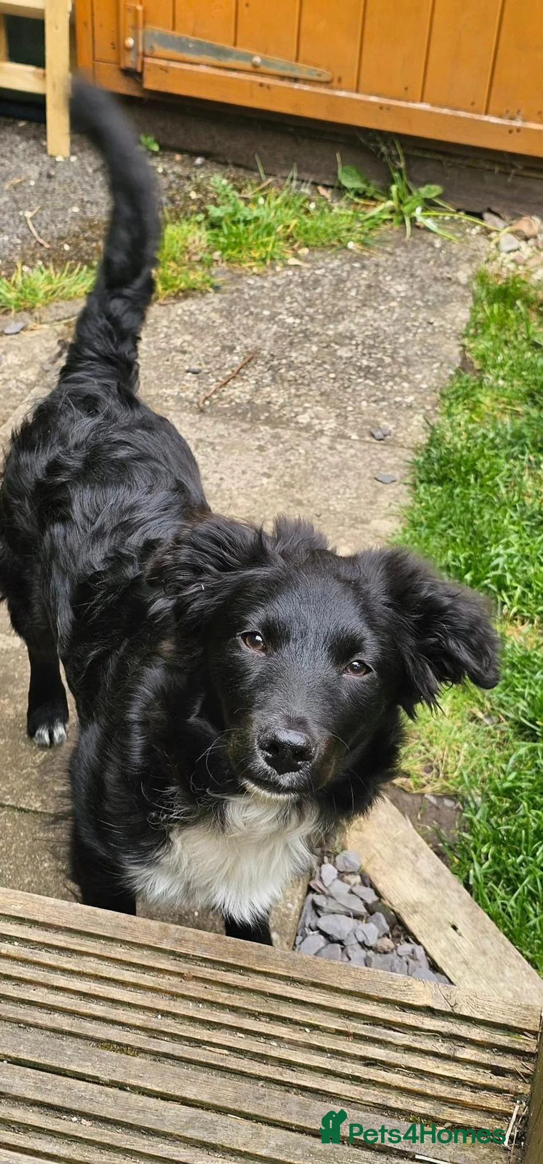 Mixed Breed dogs for sale: Todd, 6 month old collie cross  - Advert 1