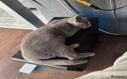 Russian Blue cats for sale: 4-month old Russian Blue girl kitten + extra - Image 3
