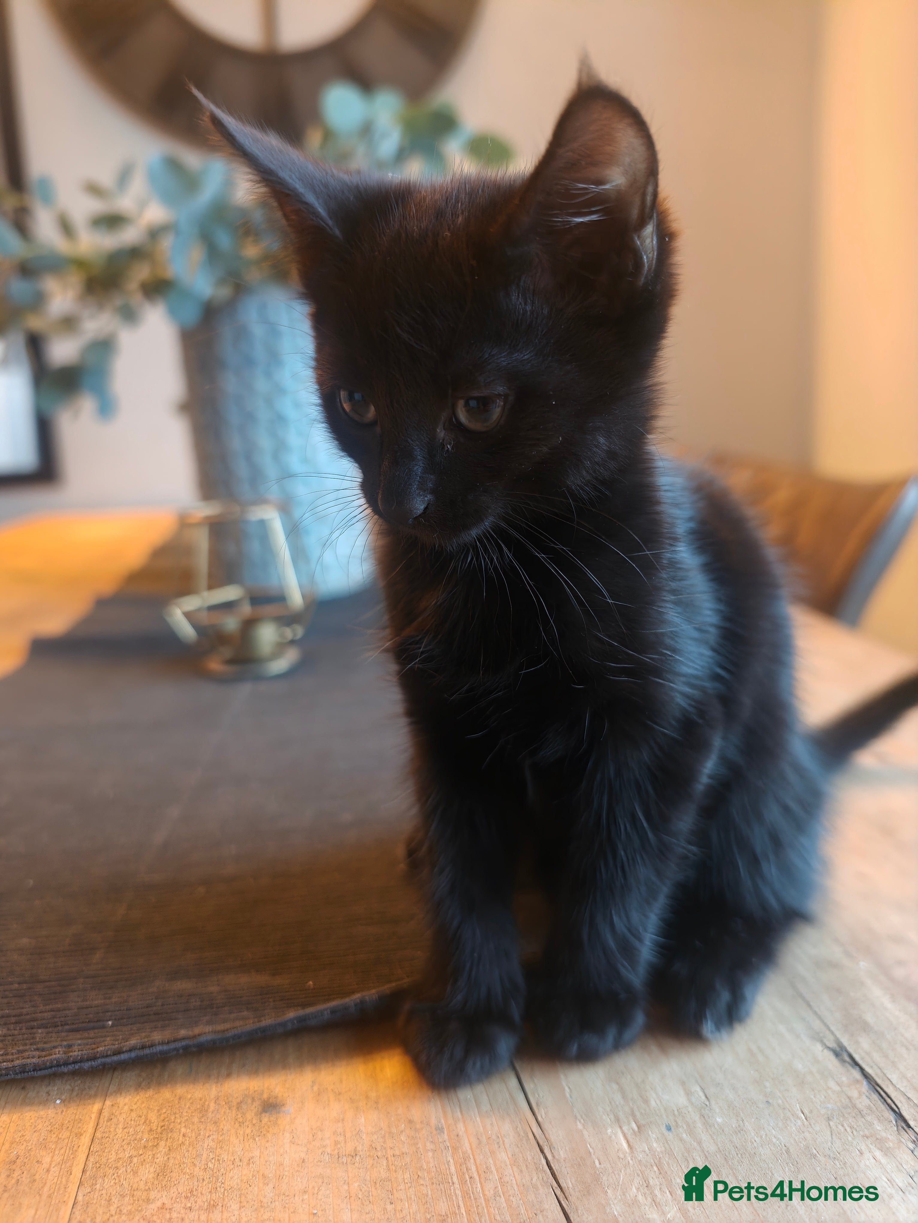 Mixed Breed cats Beautiful Mixed Maine Coon Kittens. - Advert 2