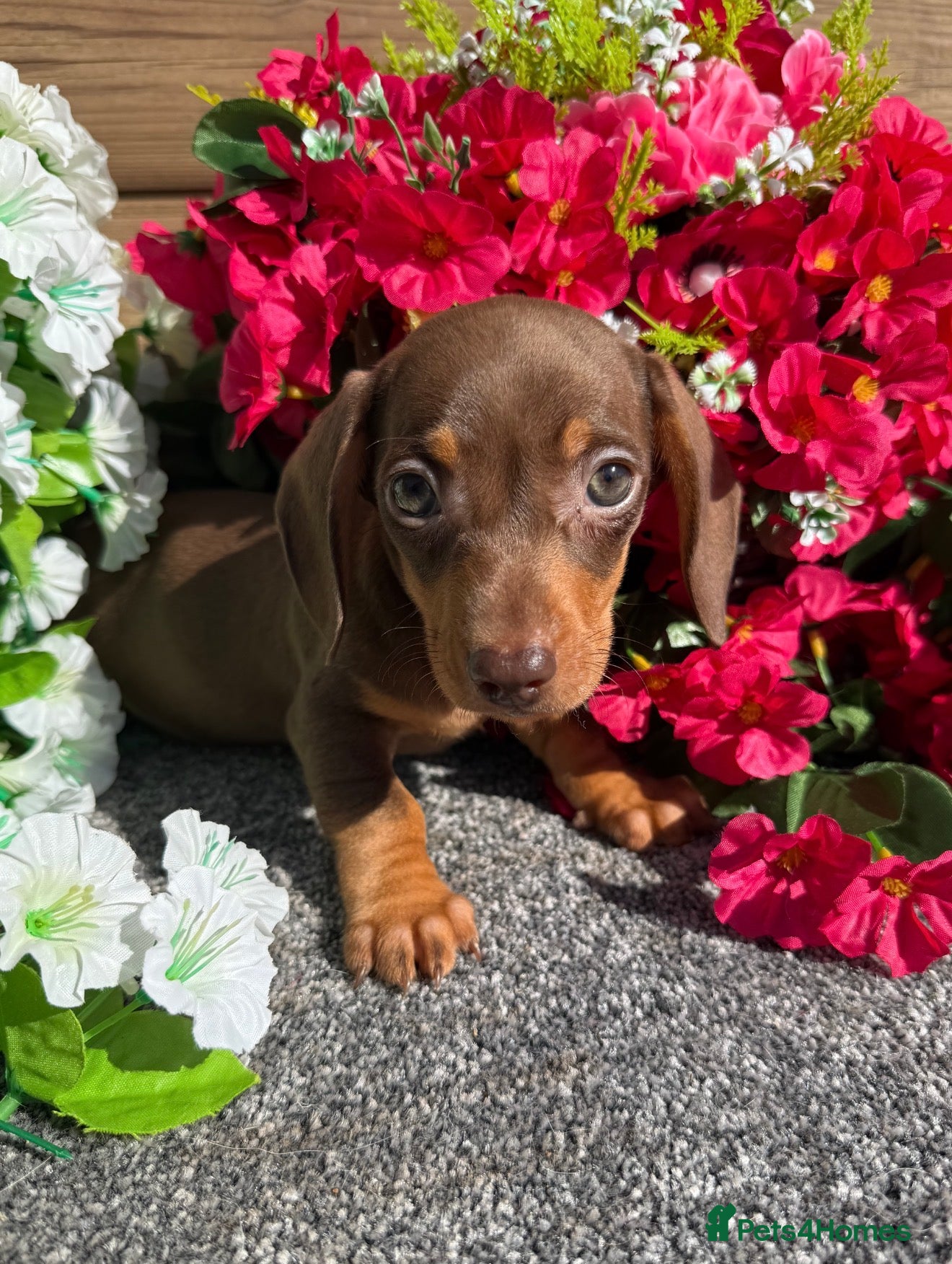 Miniature Dachshund dogs 💜🩷Chocolate & Tan Girl💜🩷 - Advert 1