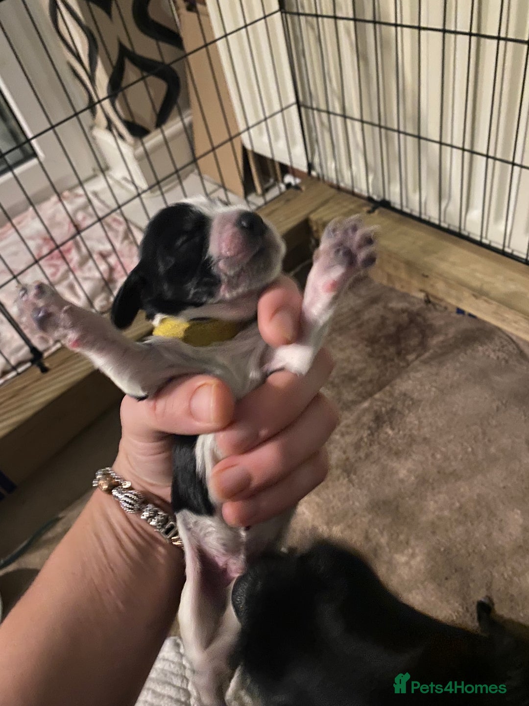 Cocker Spaniel dogs for sale: Cocker spaniels  - Advert 12