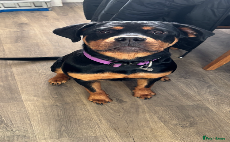 Rottweiler dogs Rottweiler puppy - Advert 5