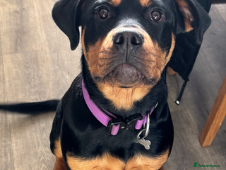 Rottweiler dogs for sale: Rottweiler puppy - Advert 1