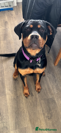 Rottweiler dogs Rottweiler puppy - Advert 1