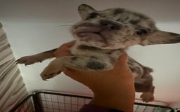 French Bulldog dogs for sale: Pedagree & KC registered French bulldog - Image 1