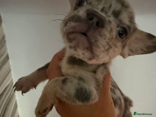 French Bulldog dogs - Advert 3