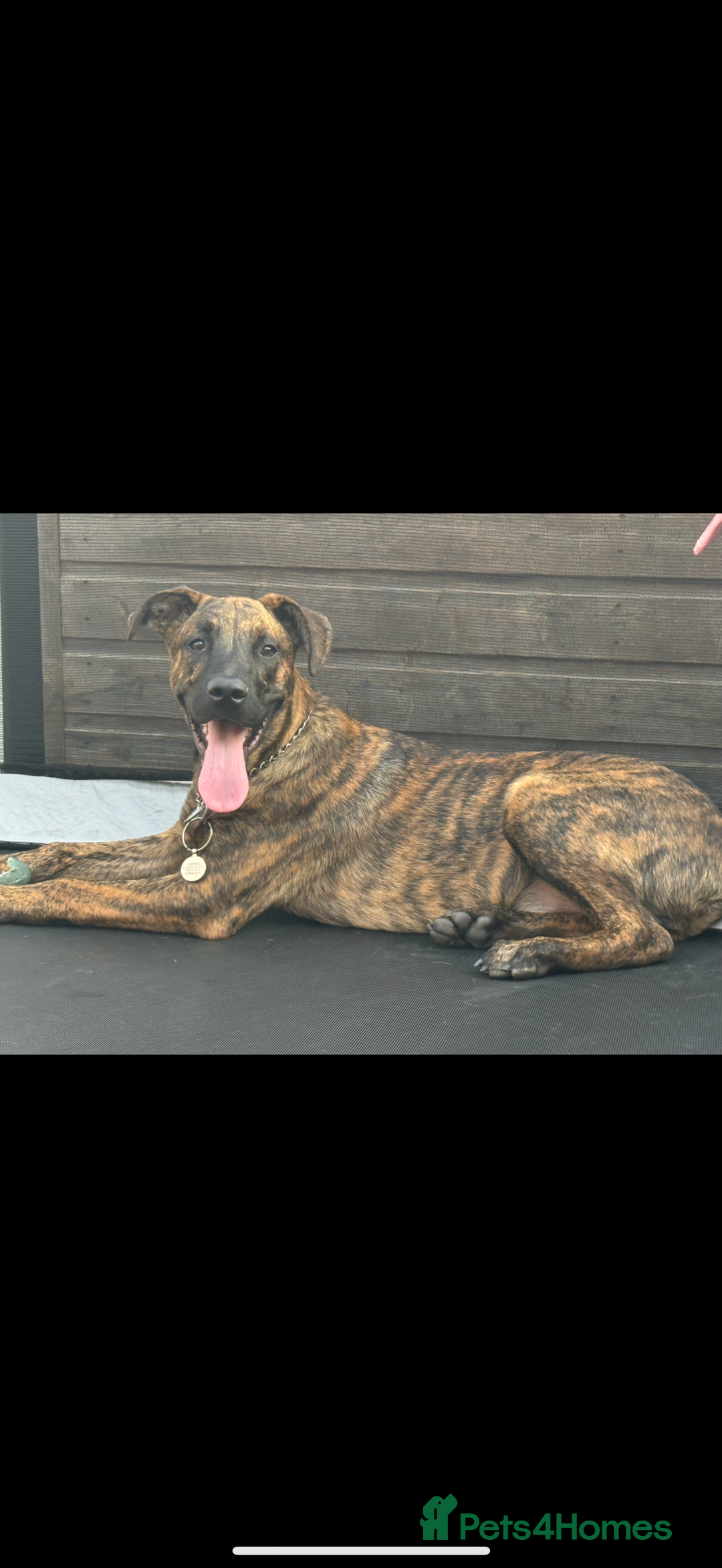 Mixed Breed dogs for sale: Beautiful Max needing new home  - Image 7