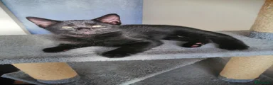 playful smooth-haired cat