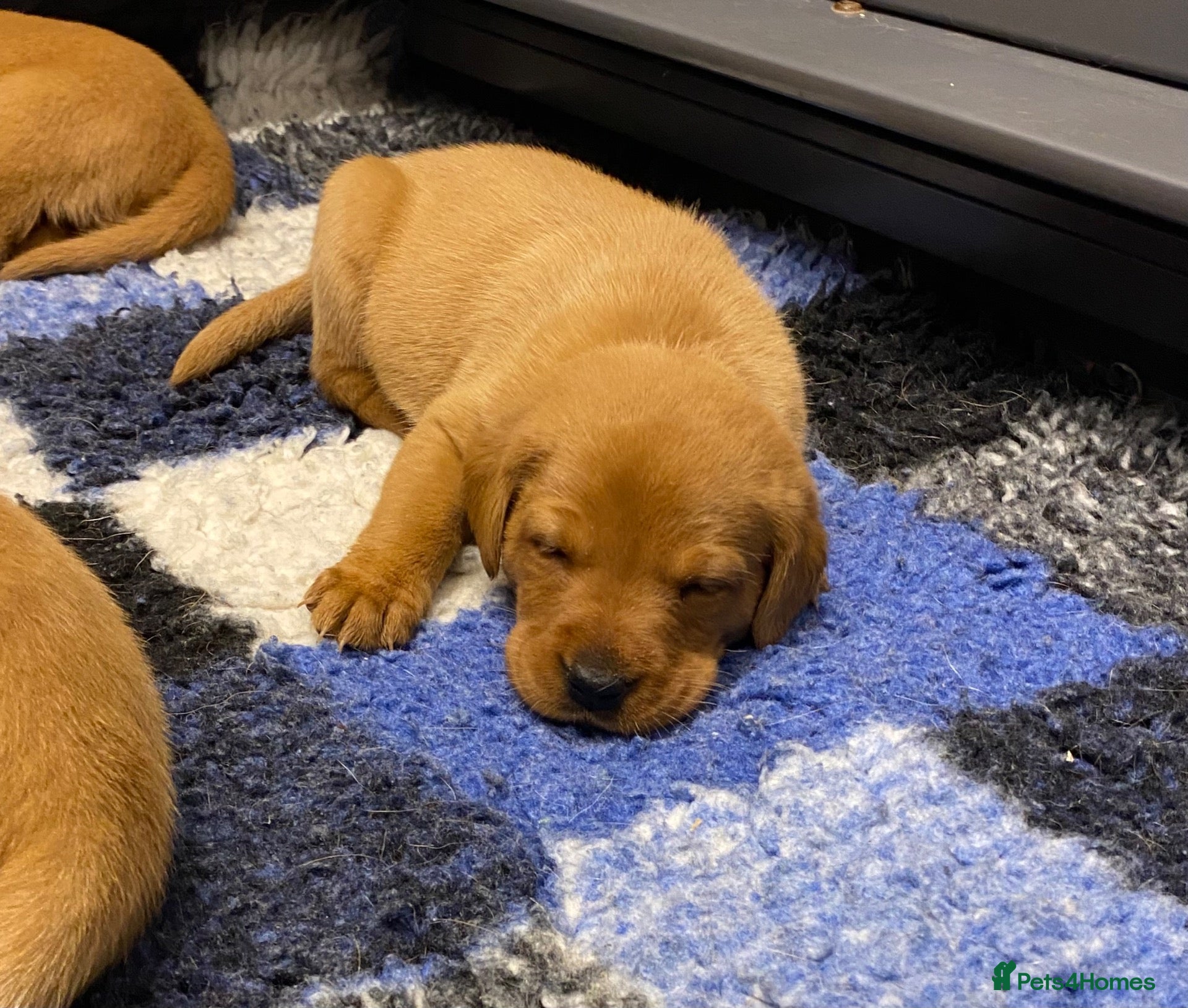 Labrador Retriever dogs FOX RED LAB PUPS PARENTS EXTENSIVELY HEALTH TESTED - Advert 13