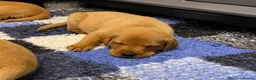 Labrador Retriever dogs for sale: EXCEPTIONALLY WELL BRED FOX RED LABRADOR PUPPIES  - Advert 5