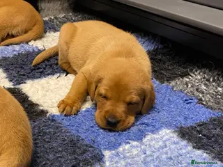 Labrador Retriever dogs FOX RED LAB PUPS PARENTS EXTENSIVELY HEALTH TESTED - Advert 13