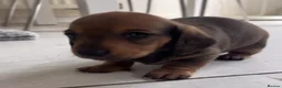 Miniature Dachshund dogs for sale: Male and female left - Advert 9