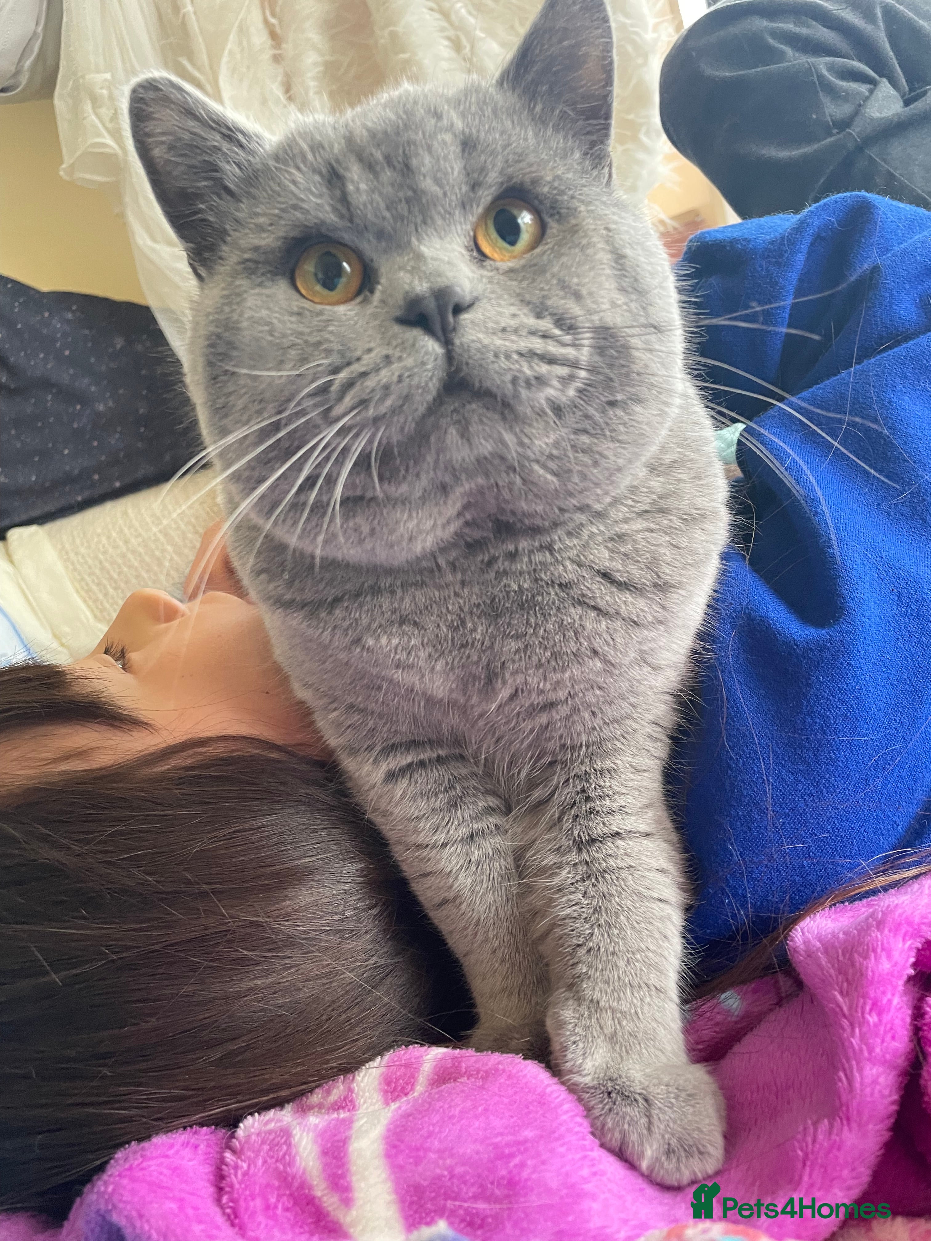 British Shorthair cats Chunky blue boy looking for a new home - Advert 8