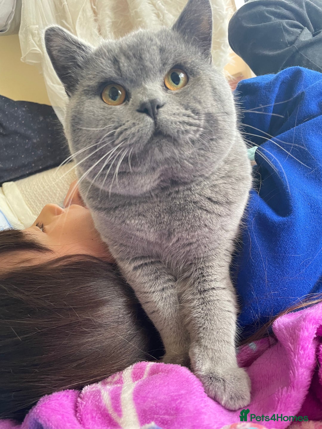 British Shorthair cats for sale: Chunky blue boy looking for a new home - Advert 1