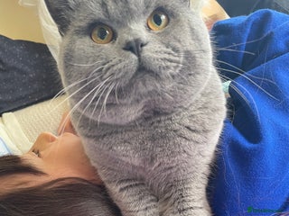 British Shorthair cats Chunky blue boy looking for a new home - Advert 1