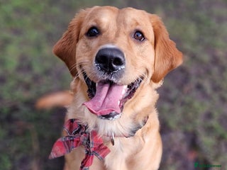 Golden Retriever dogs for sale - Advert 1