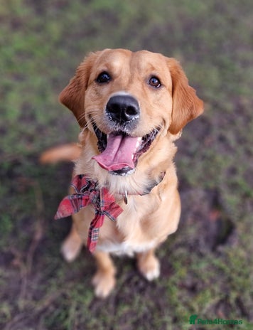 Golden Retriever dogs - Advert 4