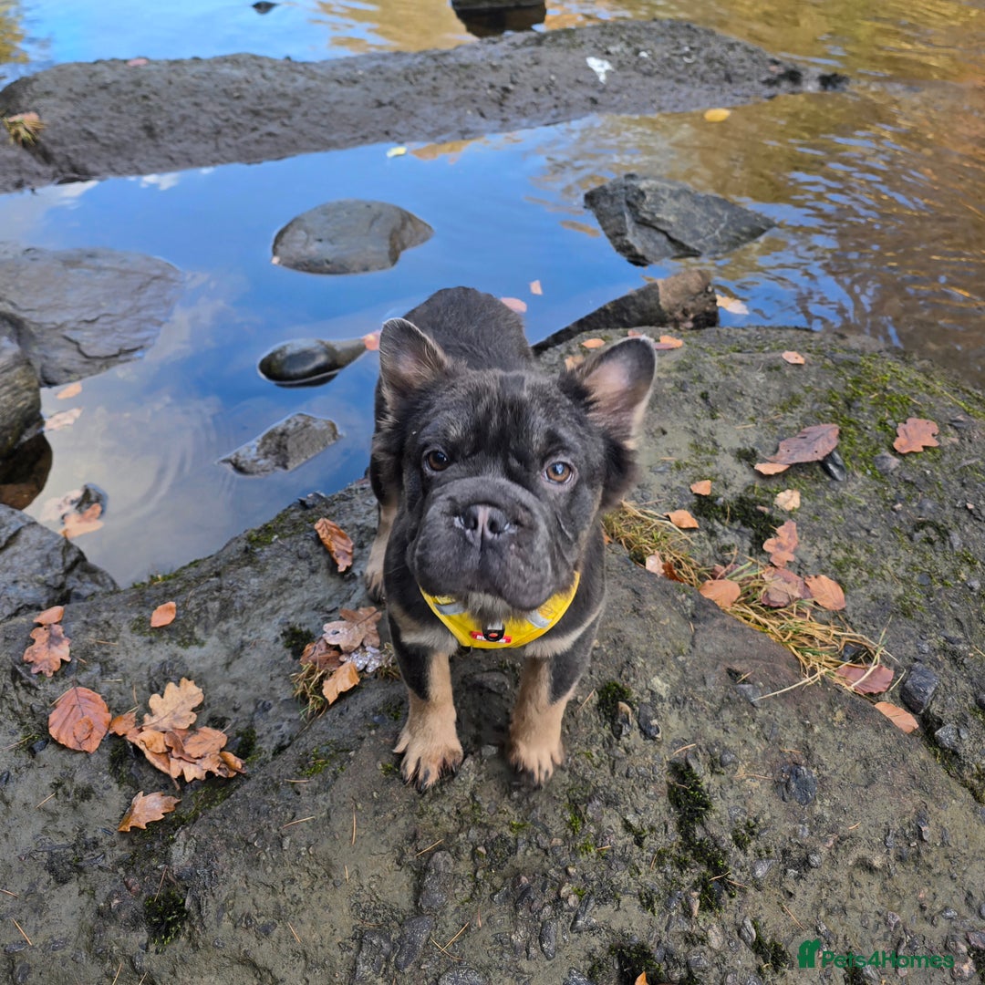 French Bulldog dogs for sale: French Bulldog Puppies Available - Advert 8
