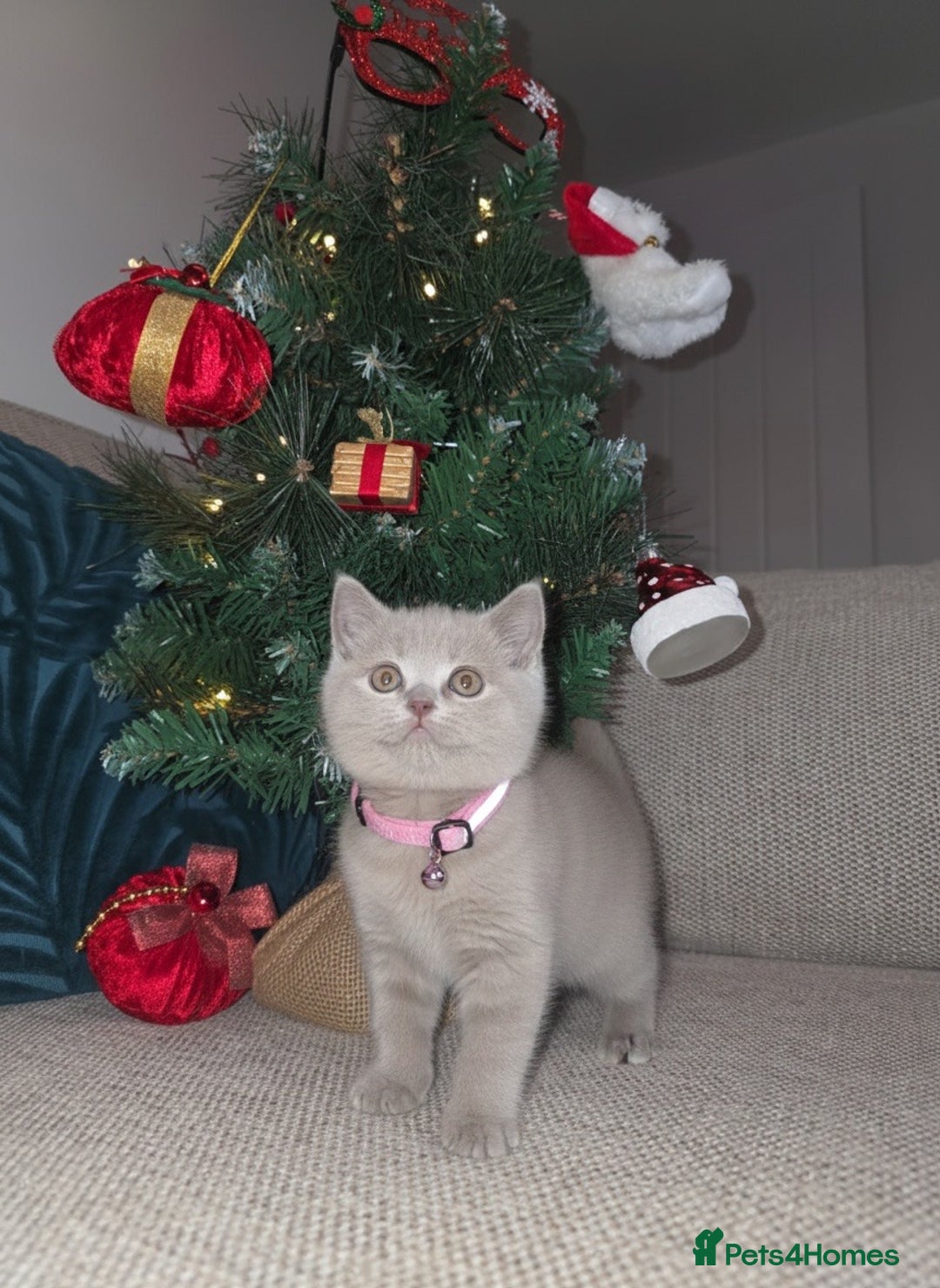 British Shorthair cats for sale:  🧶🐈‍⬛💫ADORABLE BSH KITTIES  💫🐈‍⬛🧶 - Advert 8