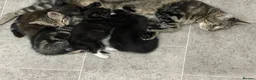 Mixed Breed cats for sale: Gorgeous mixed kittens - Advert 22